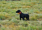 Small Photo #1 German Shorthaired Pointer Puppy For Sale in WOODINVILLE, WA, USA