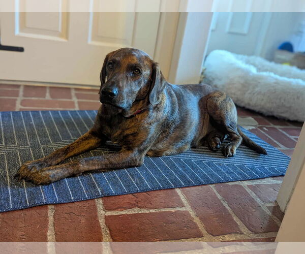 Medium Photo #2 Plott Hound-Unknown Mix Puppy For Sale in Mechanicsburg, PA, USA