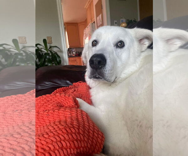 Medium Photo #3 - Mix Puppy For Sale in Bountiful, UT, USA