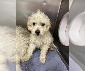 Poodle (Miniature) Dogs for adoption in Hanford, CA, USA