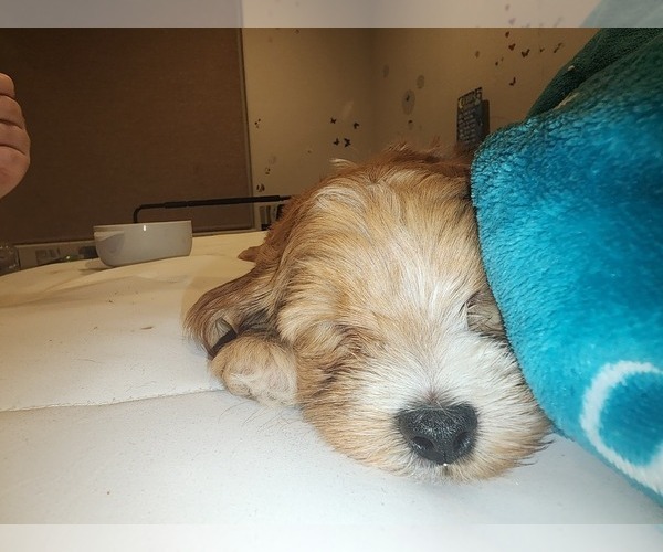 Medium Photo #4 Goldendoodle Puppy For Sale in SAN TAN VALLEY, AZ, USA