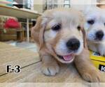 Small Photo #7 English Cream Golden Retriever Puppy For Sale in GARDENA, CA, USA