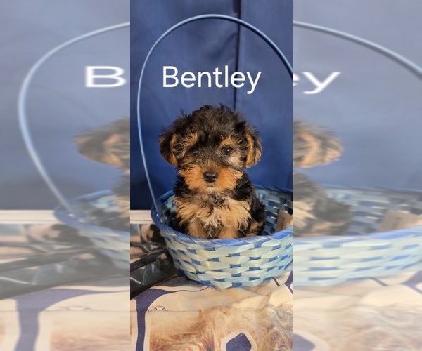 Medium Photo #9 Yorkshire Terrier Puppy For Sale in HUNTSVILLE, AL, USA