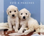 Small Photo #3 English Cream Golden Retriever-Poodle (Standard) Mix Puppy For Sale in CEDAR GAP, MO, USA