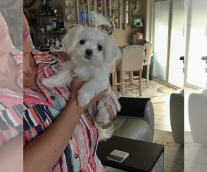 Medium Maltese