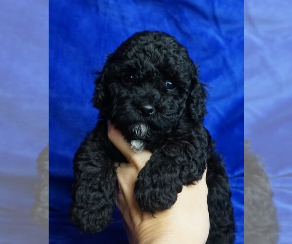 Medium Photo #3 ShihPoo Puppy For Sale in CLEARWATER, FL, USA