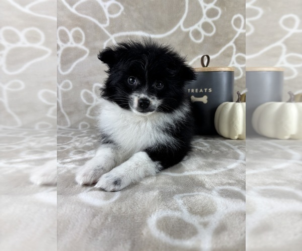 Medium Photo #6 Pomeranian Puppy For Sale in INDIANAPOLIS, IN, USA