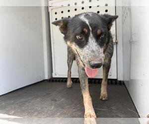 Mutt Dogs for adoption in Riverside, CA, USA