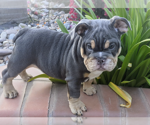 English Bulldog Litter for sale in RIVERSIDE, CA, USA