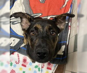 Mutt Dogs for adoption in Salinas, CA, USA