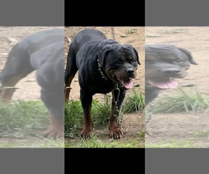 Father of the Rottweiler puppies born on 05/16/2025