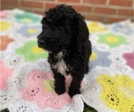 Small Photo #7 Springerdoodle Puppy For Sale in GADSDEN, AL, USA