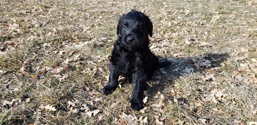 Medium Photo #10 Labradoodle Puppy For Sale in CO SPGS, CO, USA