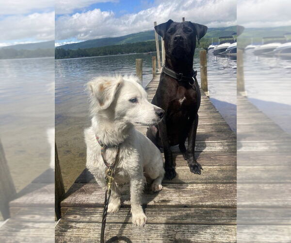 Medium Photo #4 Labrador Retriever-Unknown Mix Puppy For Sale in New York, NY, USA