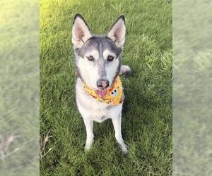 Siberian Husky Dogs for adoption in San Martin, CA, USA