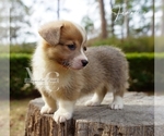 Small #1 Pembroke Welsh Corgi