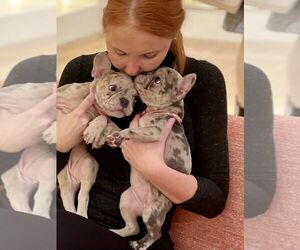 French Bulldog Puppy for sale in UNIONDALE, NY, USA