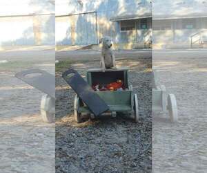Lyra - special girl - Female Labrador Retriever-Unknown Mix Dog for Adoption - Photo #18