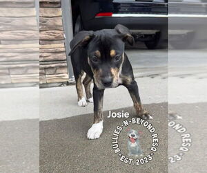 Boxweiler Dogs for adoption in Omaha, NE, USA