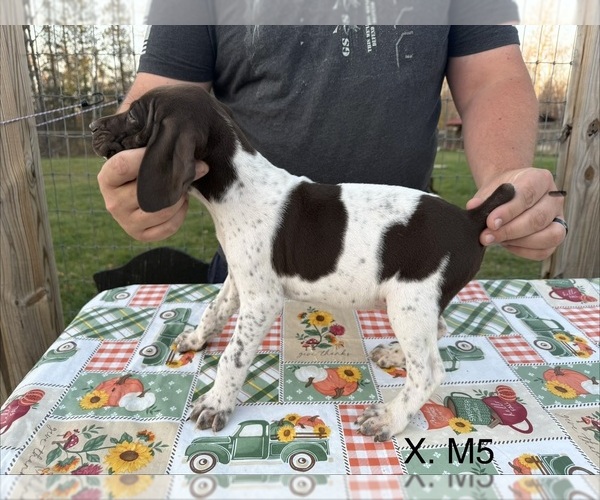 Medium Photo #34 German Shorthaired Pointer Puppy For Sale in ARGONNE, WI, USA