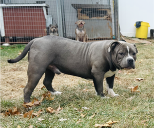 Father of the American Bully puppies born on 06/20/2025