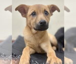 Small #3 Mutt