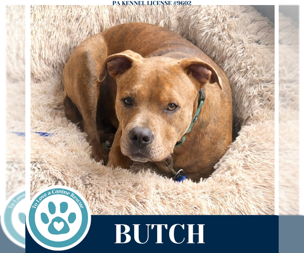 Medium Photo #2 Mutt Puppy For Sale in Kimberton, PA, USA