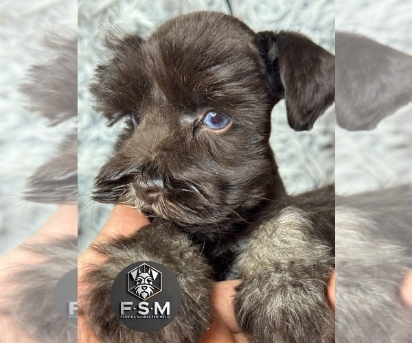 Medium Photo #2 Schnauzer (Miniature) Puppy For Sale in KISSIMMEE, FL, USA