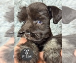 Small Photo #2 Schnauzer (Miniature) Puppy For Sale in KISSIMMEE, FL, USA