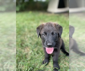 Golden Labrador-Texas Heeler Mix Dog for Adoption in BROADWAY, Virginia USA