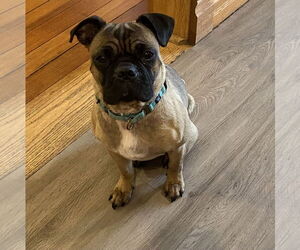 Pug-Unknown Mix Dogs for adoption in Brooklyn Center, MN, USA