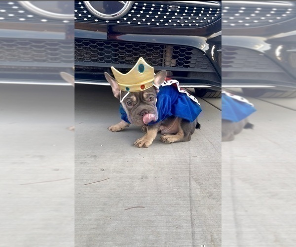 Medium Photo #25 French Bulldog Puppy For Sale in CORPUS CHRISTI, TX, USA