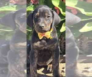 Medium Cane Corso-Doberman Pinscher Mix