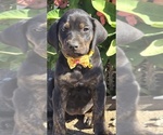 Puppy Sweetness Cane Corso-Doberman Pinscher Mix
