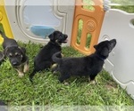 Small Photo #4 German Shepherd Dog Puppy For Sale in RUFFIN, SC, USA