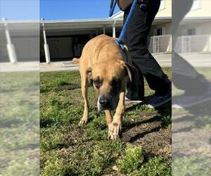 Mutt Dogs for adoption in Vero Beach, FL, USA