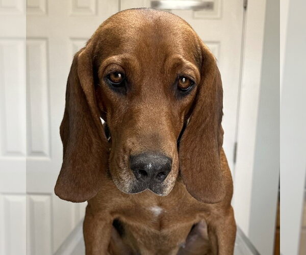 Medium Photo #1 Basset Hound-Unknown Mix Puppy For Sale in Wakefield, RI, USA