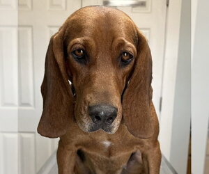 Basset Hound-Unknown Mix Dogs for adoption in Wakefield, RI, USA