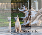 Small #8 Black Mouth Cur Mix