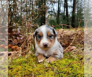 Miniature Australian Shepherd Puppy for sale in SANDOWN, NH, USA