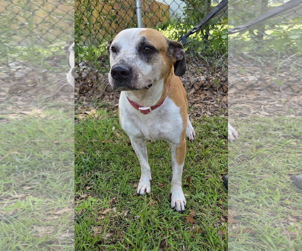 Medium Photo #4 Labrador Retriever-Staffordshire Bull Terrier Mix Puppy For Sale in Magnolia Springs, AL, USA