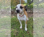 Small #3 Labrador Retriever-Staffordshire Bull Terrier Mix
