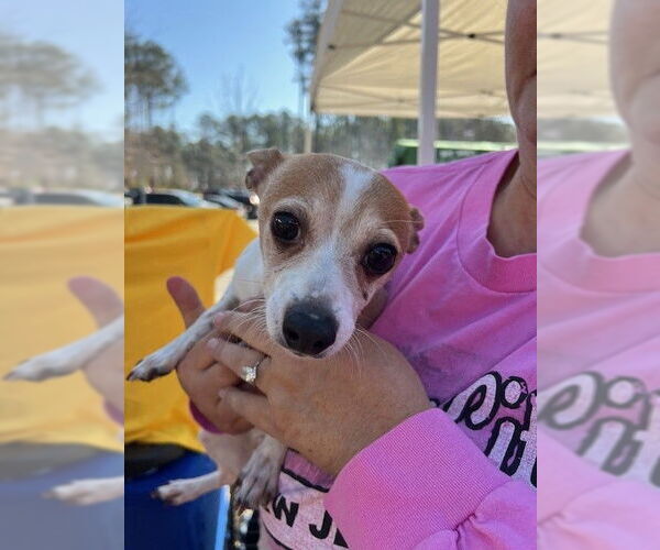 Medium Photo #2 Chihuahua-Unknown Mix Puppy For Sale in Garner, NC, USA
