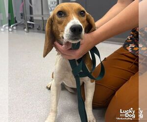 Beagle-Unknown Mix Dogs for adoption in Washington, DC, USA