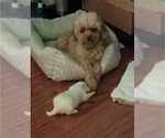 Small #2 Poodle (Toy)