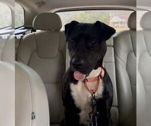 Mutt Dogs for adoption in Rockaway, NJ, USA