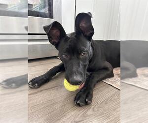 Medium American Pit Bull Terrier-German Shepherd Dog Mix