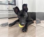 Small American Pit Bull Terrier-German Shepherd Dog Mix