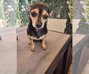 Chihuahua Dogs for adoption in Sandy, UT, USA