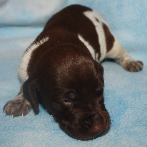 Medium Photo #1 German Shorthaired Pointer Puppy For Sale in CARMEL, IA, USA